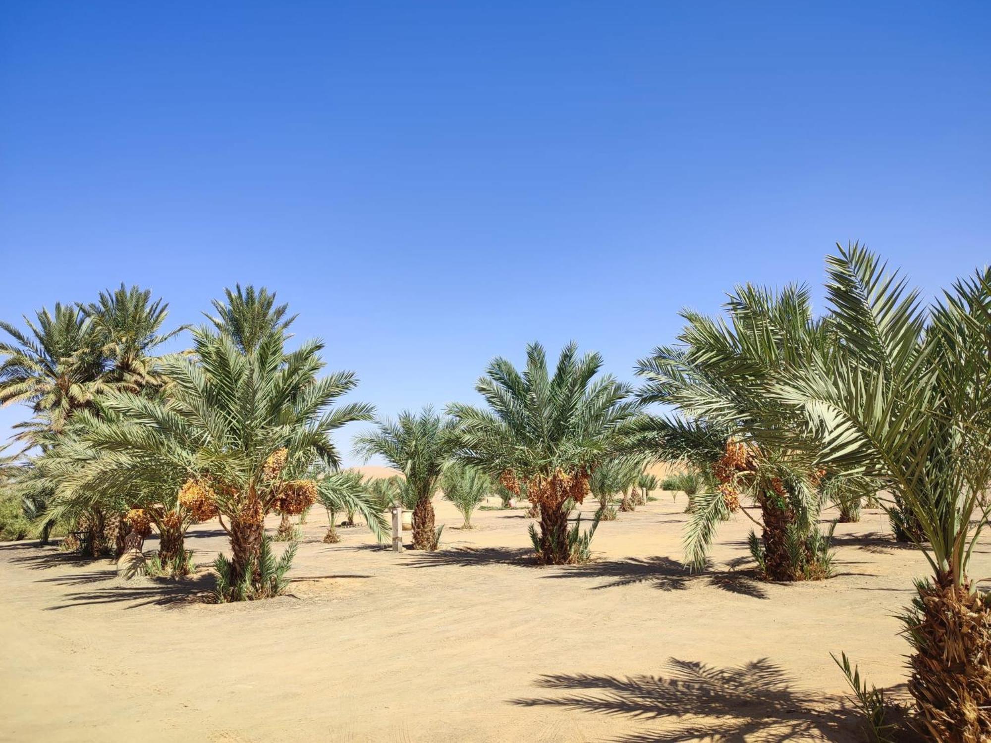 Berber Palace Merzouga Luaran gambar